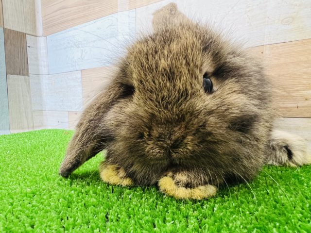 ぺっちゃんこなロップイヤーラビット