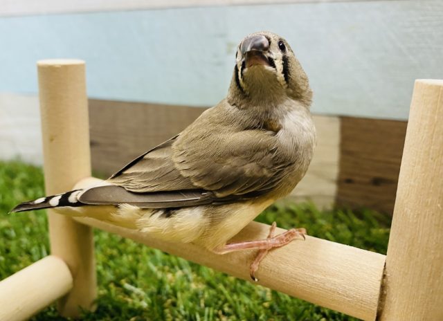 最新画像あり！！まるで博士のような綿毛が可愛いキンカ鳥の雛がやって来ました！！