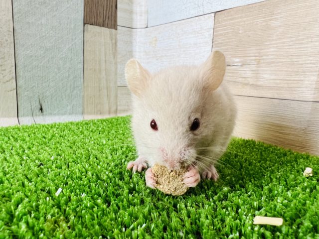 アルビノー！カラーハムスター☆