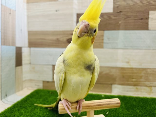 不思議な模様☆パイドオカメインコ