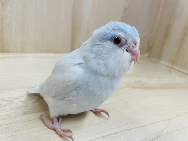 最新動画・画像になります！！注目です！じんわり薄めカラー！　マメルリハの「ルビちゃん」いますよ〜