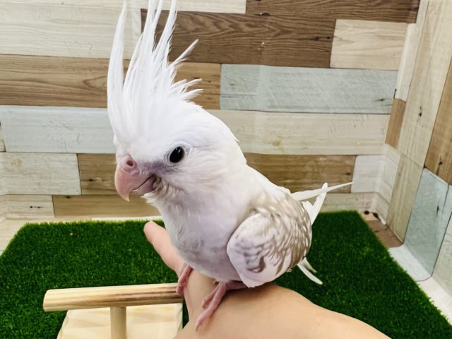 最新画像更新☆きれいだね♪オカメインコWFシナモンパールパイド