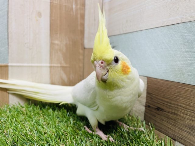 さし餌卒業！！オカメインコのルチノーカラー！