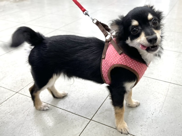 チワワ（ロング）（ブラックタン&ホワイト） 2022年1月2日生まれ　男の子