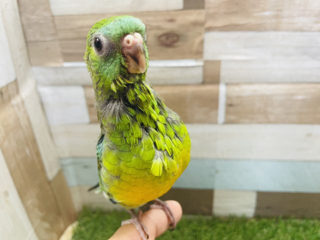 最新画像有り☆クリクリの目が可愛いんです！美声インコのオパーリンカラー！