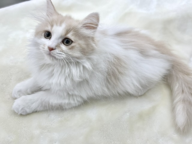 マンチカン（クリームタビー&ホワイト）2022年4月3日生まれ　女の子