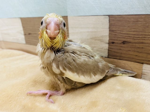 優しい色合いのオカメインコ♪シナモンカラーやって来ました！