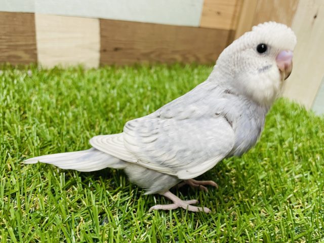 最新画像有り☆レアカラーのグレーが入る仔です♪セキセイインコのスパングルカラー！