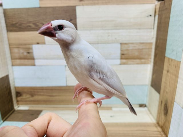 スクスク成長☆シルバー文鳥さん！