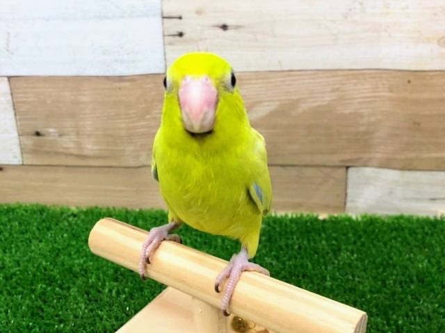 最新画像更新！！マメルリハ(アメリカンイエロー)のヒナ入荷しました〜❤