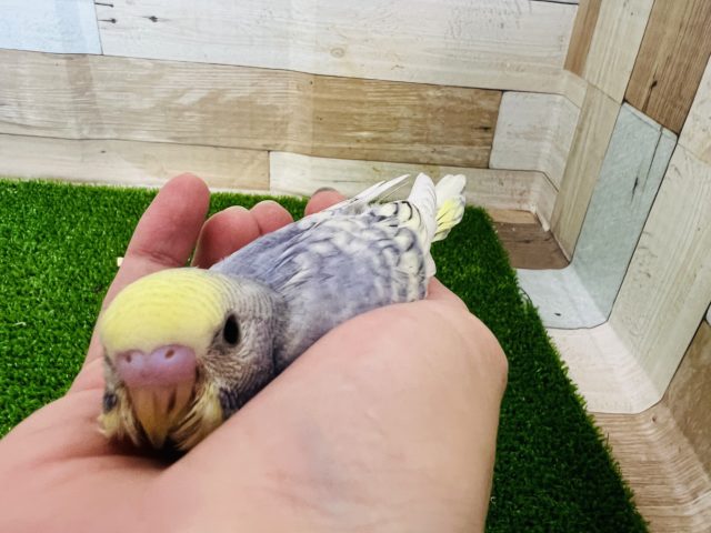 これは珍しい⁉︎バイウォレット系☆パステルレインボースパングル