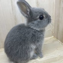 注目です！！可愛いウサギさんいますよ～ネザーランドドワーフ　グレー　男の子