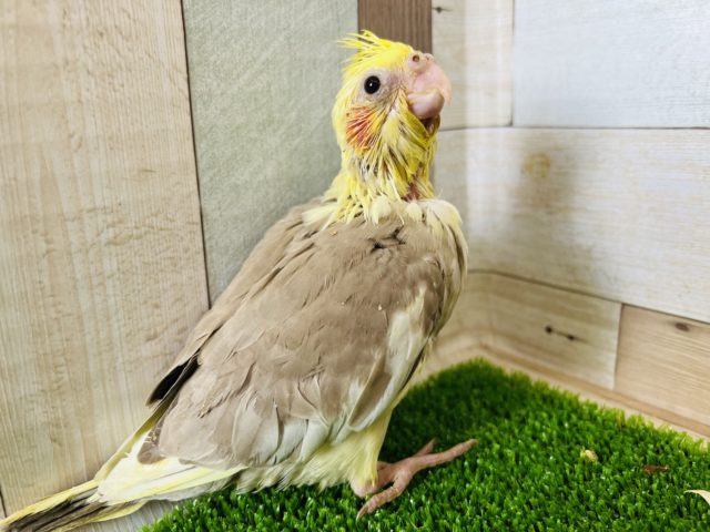 マッチョ？なシナモンオカメインコ☆