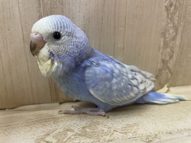 水色大好きさん！集合ですよ！　セキセイインコ　スパングル
