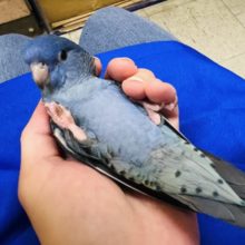 最新画像更新❤濃い～青してます。サザナミインココバルトブルー入荷です。