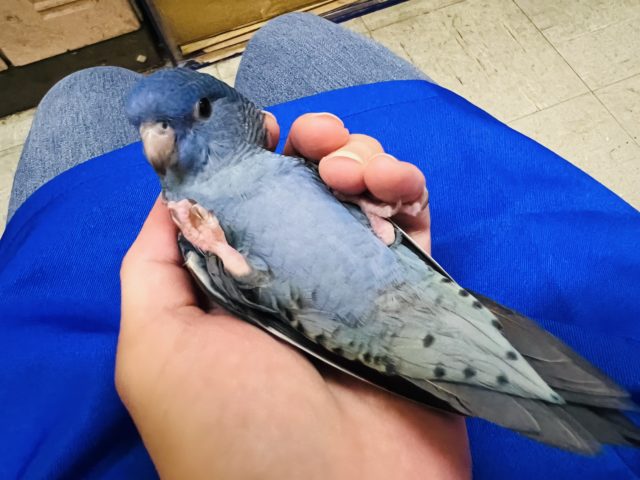 最新画像更新❤濃い～青してます。サザナミインココバルトブルー入荷です。