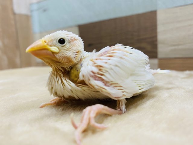 小さいけれど食欲旺盛な白文鳥♪