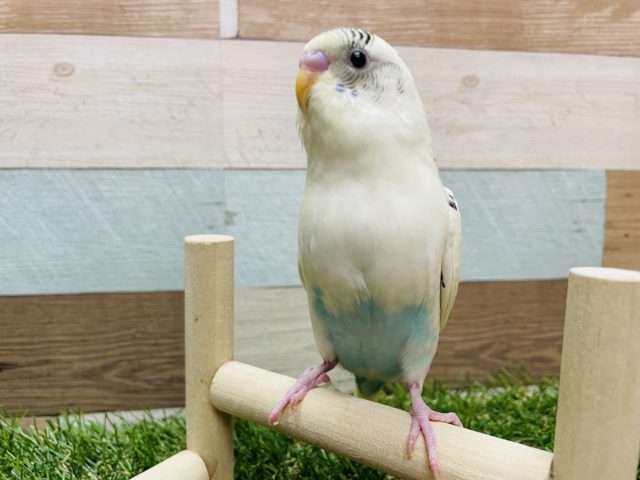 最新画像有り☆クリームカラーが可愛いんです！セキセイインコのクリームハルクインカラー！