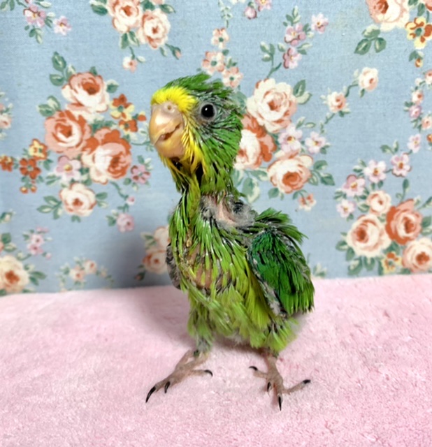 アサギリインコ 6/21