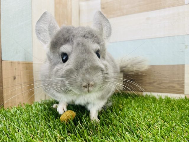 元気いっぱい！ピョンピョン飛びますチンチラバイオレット♪