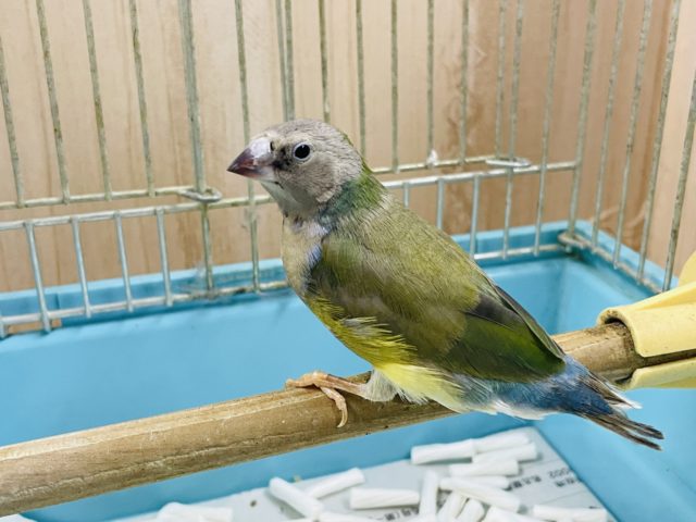 注目です！！最新画像になります！ヒナ限定！口元に光る青いダイヤモンド！！コキン鳥ヒナ来ましたよ〜