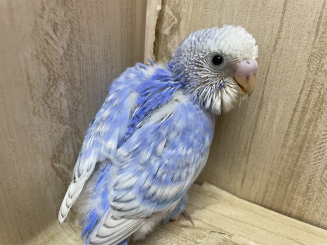チラチラ送る視線に気づいてね！　セキセイインコ　スパングル