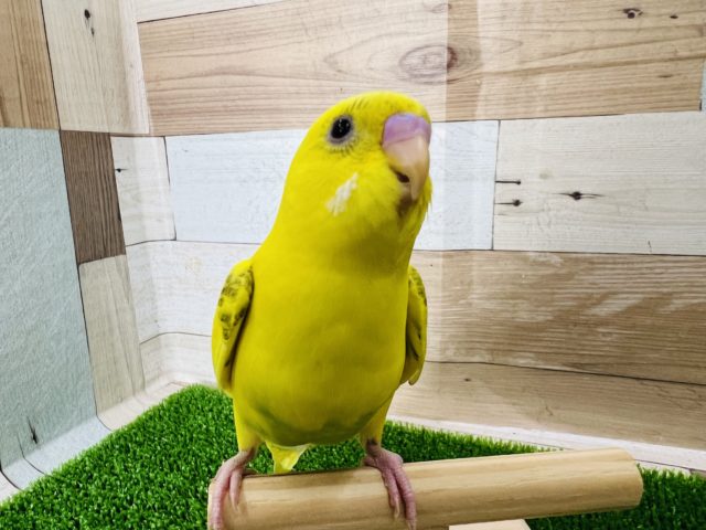 ずっと幼顔♪ハルクインセキセイインコ