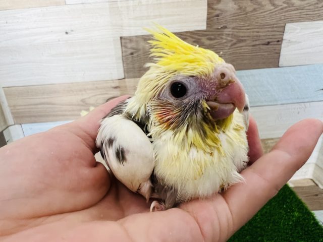 世界に1羽のカラー?パイドオカメインコ☆ 世界に1羽のカラー?パイドオカメインコ☆