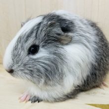 白×グレーのキュルキュルモルちゃん！ ペルビアンモルモット