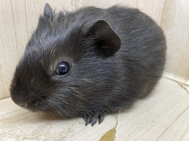 真っ黒ではないんですよ〜！　モルモット　イングリッシュ　男の子