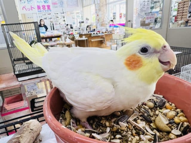 最新画像更新☆パール？ルチノーオカメインコ☆