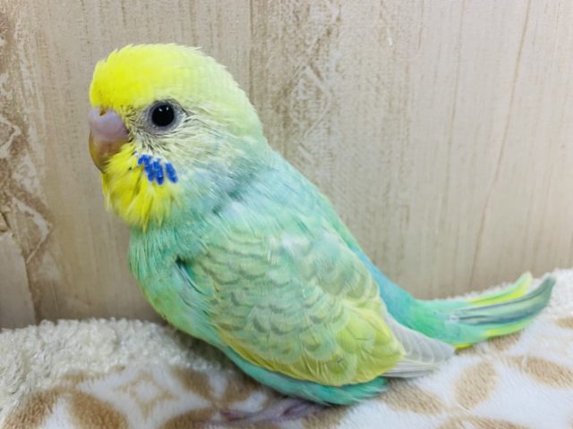 人気セキセイさん！！　パステルカラーレインボー