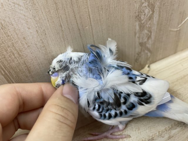 必見です♪最新画像になりますよ～！！1人餌ですよ♪ 立派な羽衣セキセイインコさん！　羽衣セキセイインコ　パイド