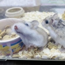 元気いっぱいな男の子たち！！ロボロフスキーハムスターのノーマルカラー！