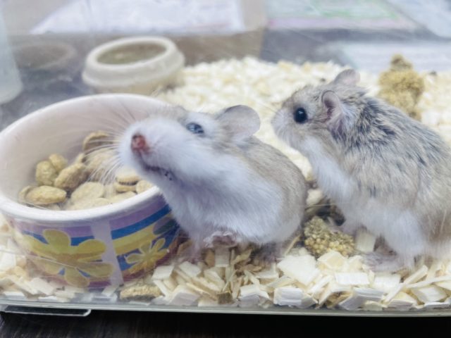 元気いっぱいな男の子たち！！ロボロフスキーハムスターのノーマルカラー！