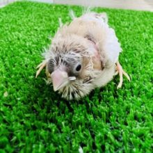 ちょっと珍しいカラー！キンカ鳥ひな♡