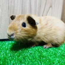 ツヤツヤサテン♫イングリッシュモルモット(女の子)