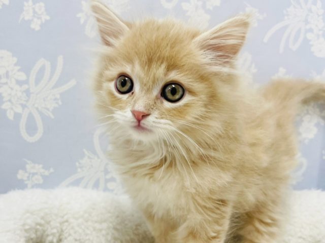 おっとり天使♡サイベリアンくん！