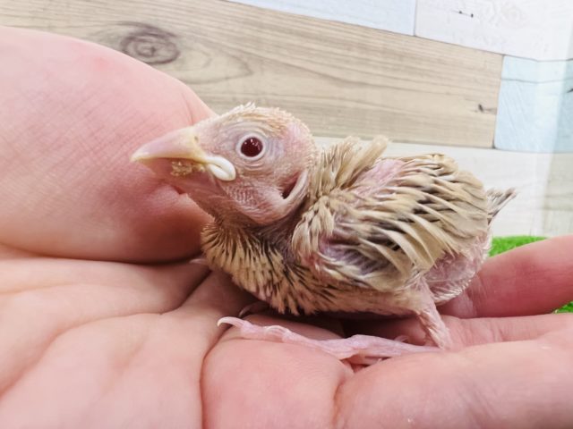 ハゲちょび♡シナモン文鳥