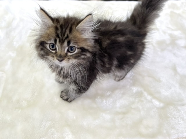 サイベリアン（ブラウンタビー&ホワイト）2022年4月11日生まれ　男の子