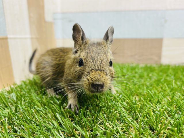 元気いっぱい☆活発なデグー女の子入舎しました！