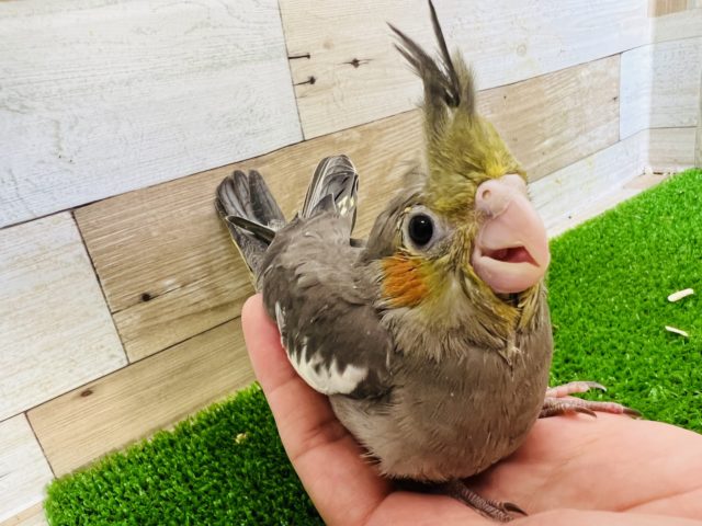 ちっちゃなおませさん♡ノーマルオカメインコ！