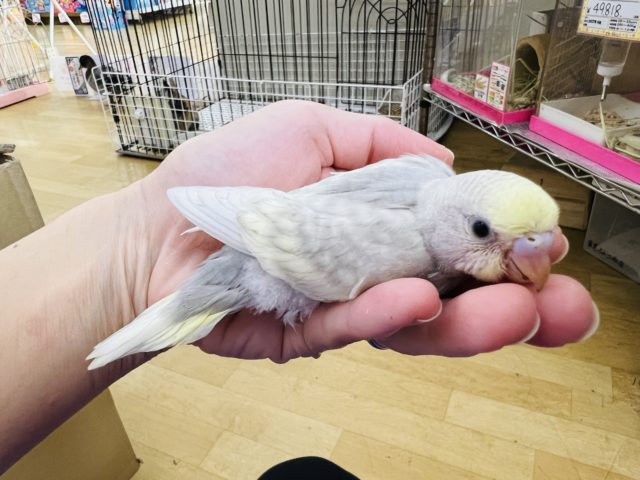 素敵カラー☆グレー系?イエローフェイスパステルオパーリン