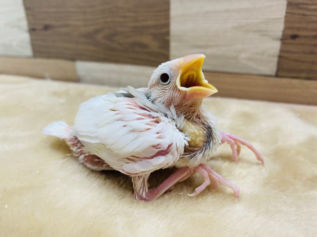 まだウブウブの雛ですよ！人気の白文鳥やって来ました〜
