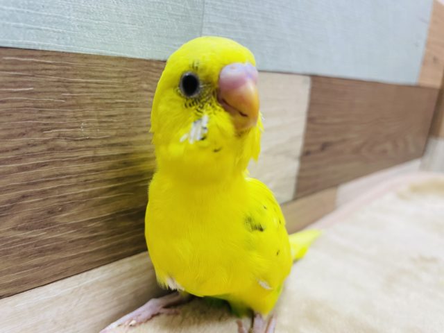 元気イエローのヒナさん！セキセイインコのハルクインカラー！