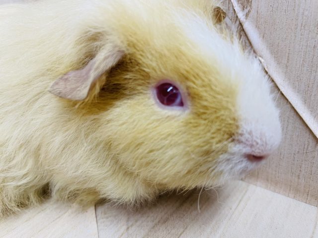 ふわふわ～ボーイいますよ～！　モルモット　メリノＭＩＸ　男の子