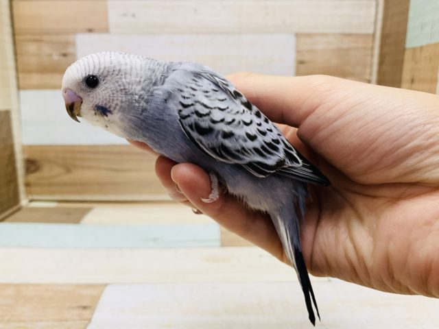 渋い色合いがｷﾚｲ♡セキセイイコ(グレーオパーリン)さん！