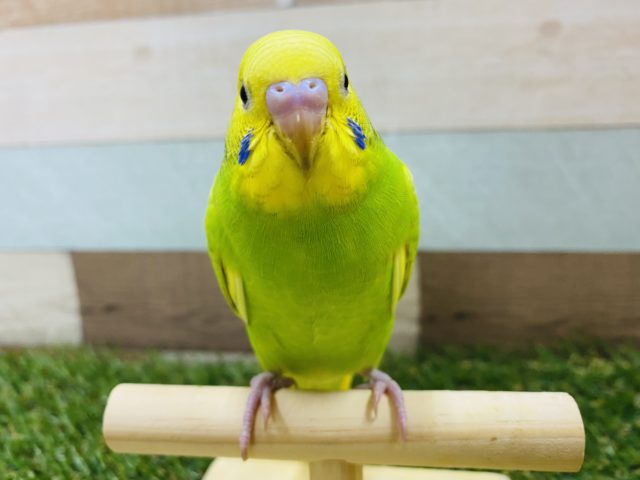 最新画像有り！ちょっぴり恥ずかしがり屋さんかな？セキセイインコスパングルパイド！