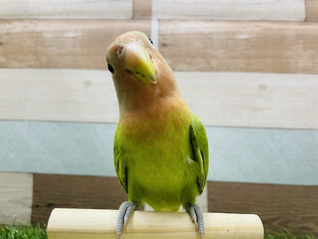 カキカキ大好きなべたなれさん！コザクラインコのオパーリンカラー！