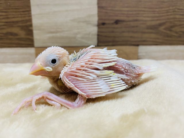 定番人気の白文鳥のヒナ入舎してますよ〜